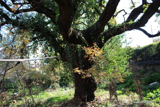 Quercia Fondannone